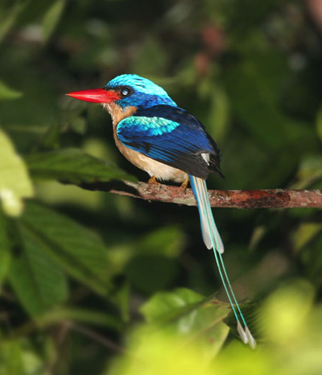 Pretty Common paradise kingfisher