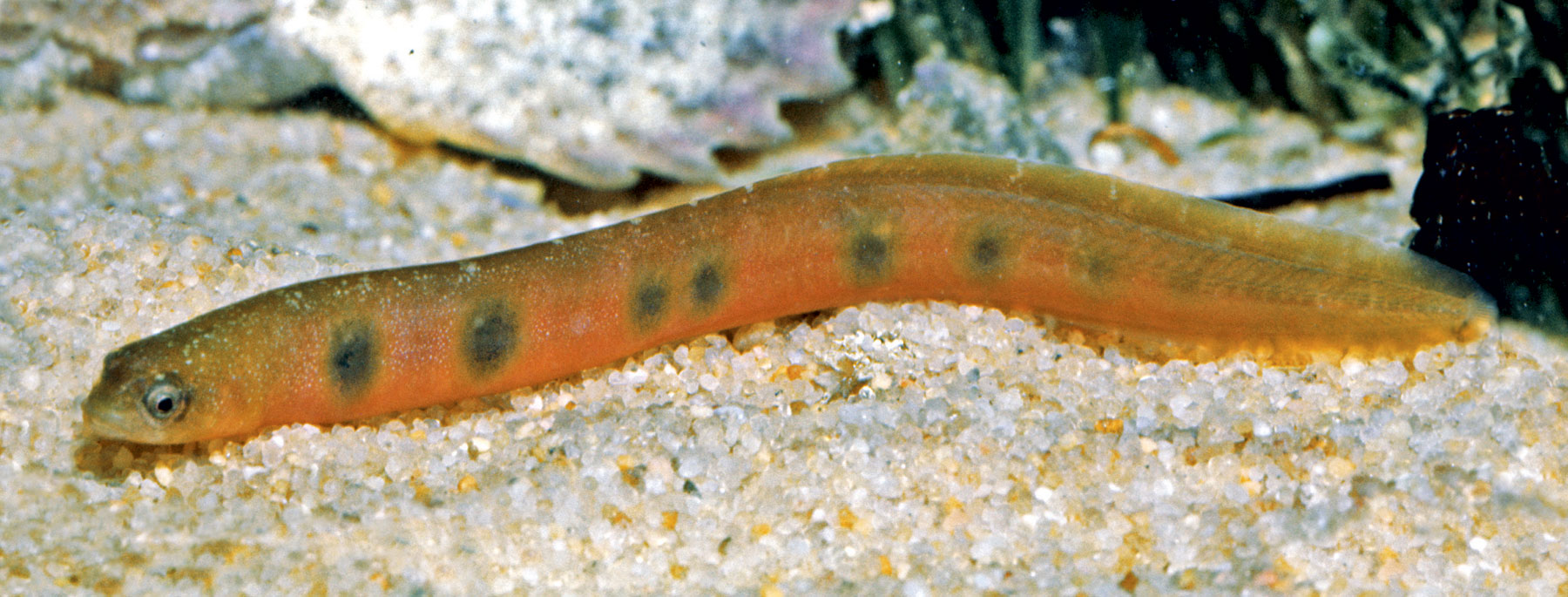 Pretty Common shore-eel