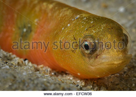 Pretty Common shore-eel