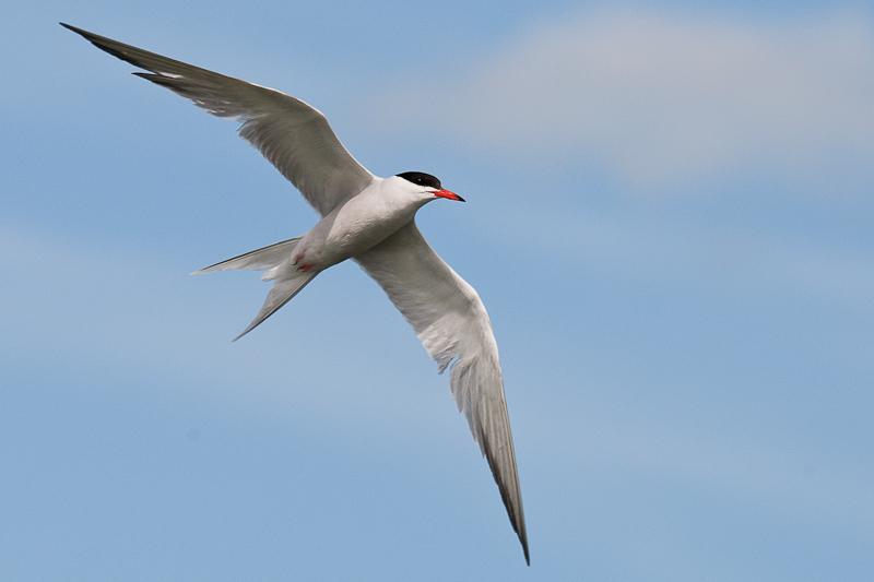 Pretty Common tern