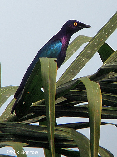 Copper-tailed glossy-starling