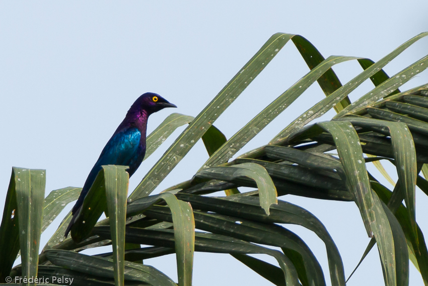 Pretty Copper-tailed glossy-starling