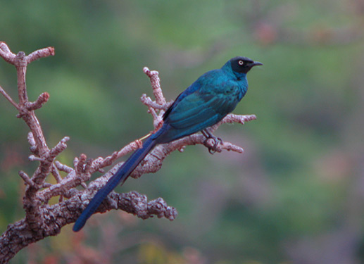 Pretty Copper-tailed glossy-starling