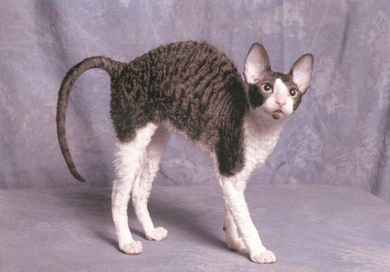 Nice Cornish Rex - Cat Breed