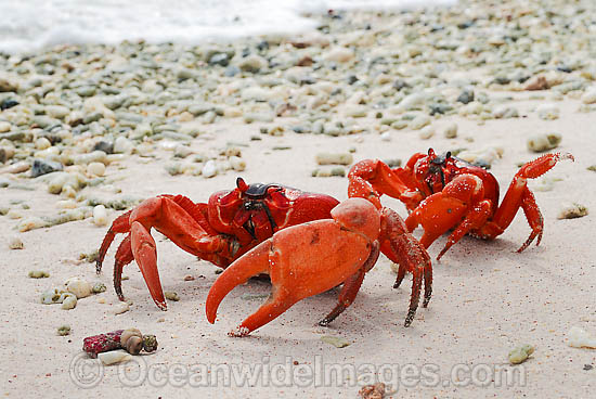 Nice Crabs