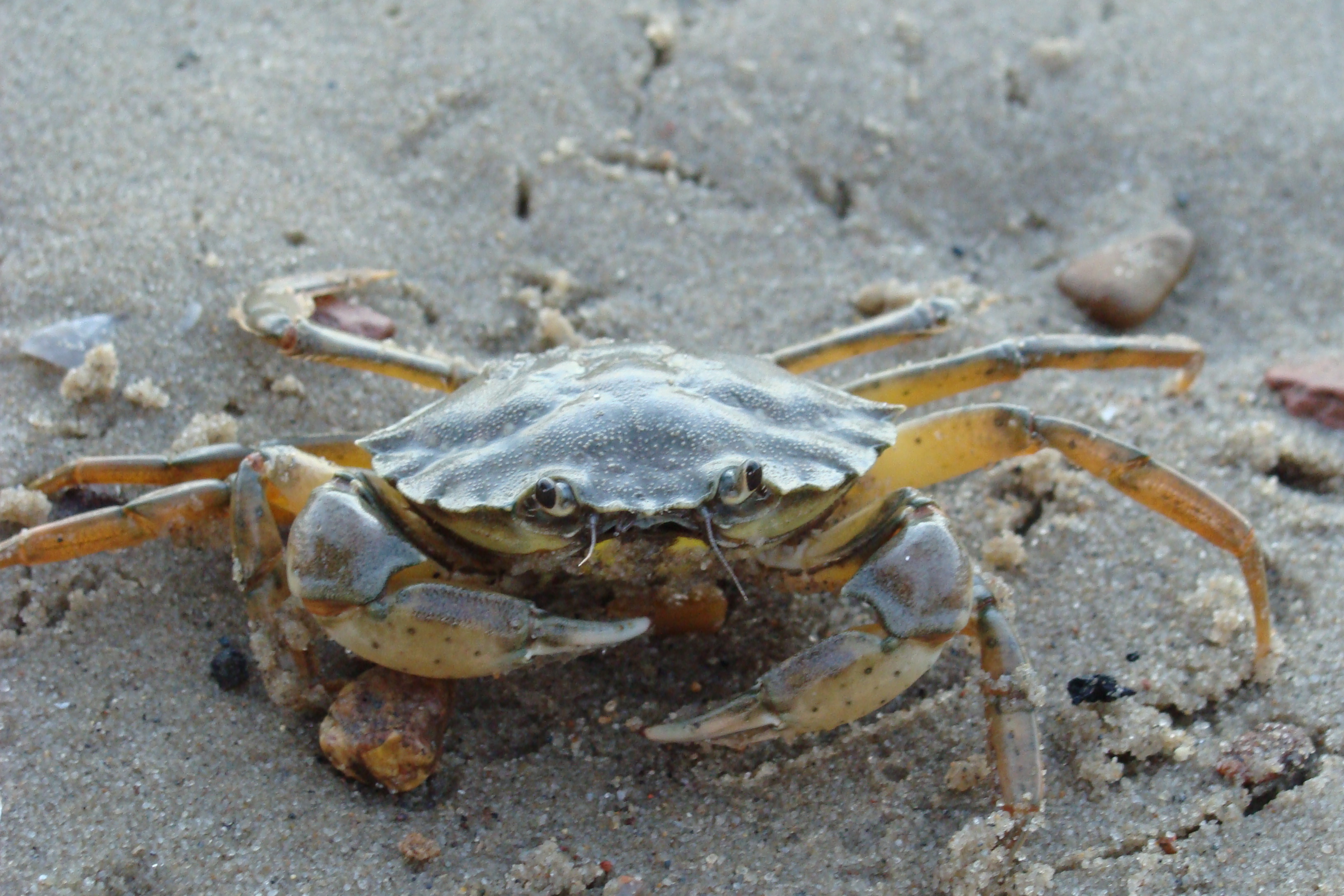 Pretty Crabs