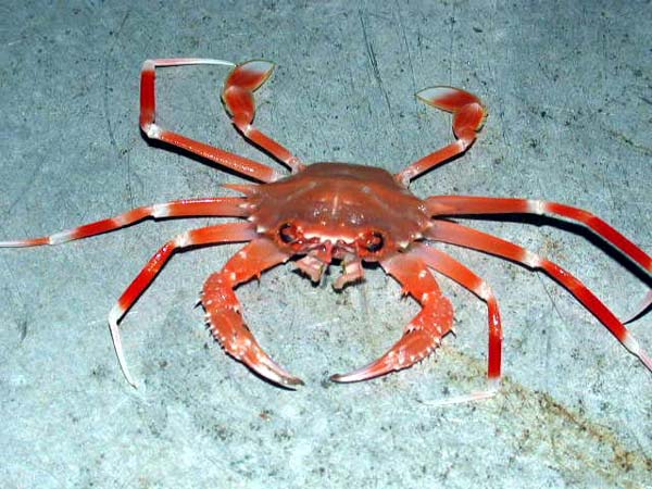Wallpaper Crabs