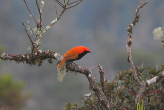 Crested bird of paradise