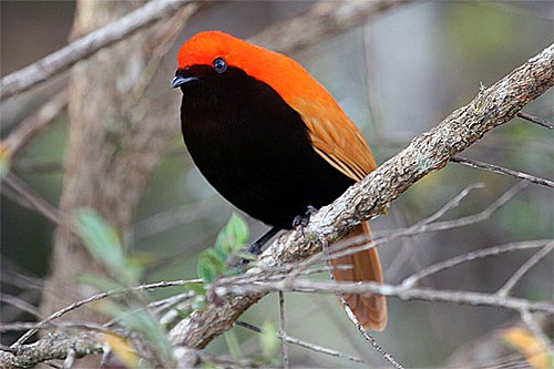 Pretty Crested bird of paradise
