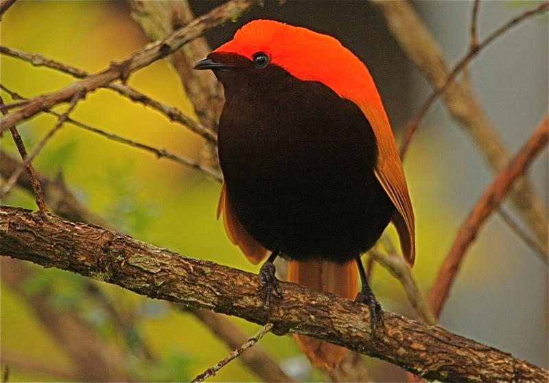 Pretty Crested bird of paradise