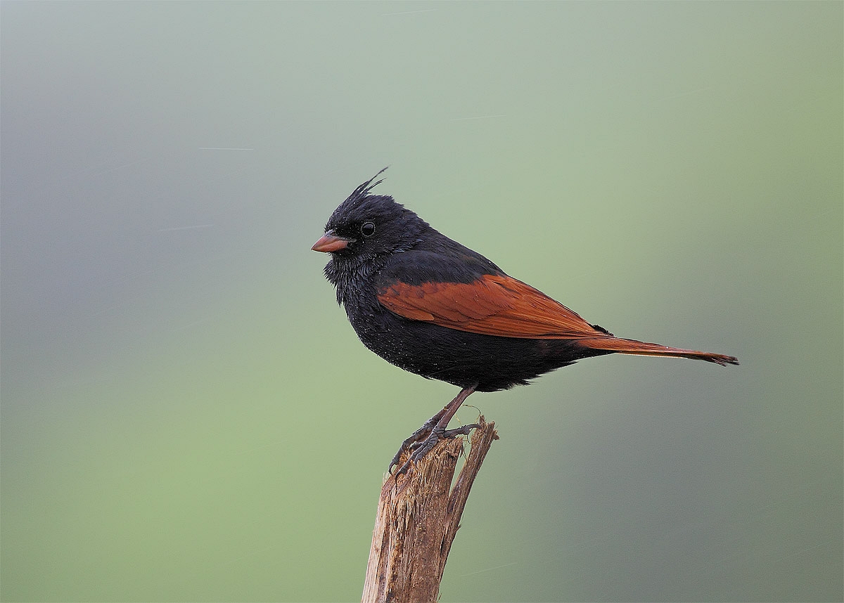 Pretty Crested bunting