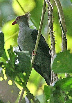 Crested cuckoo-dove