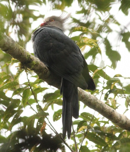 Pretty Crested cuckoo-dove