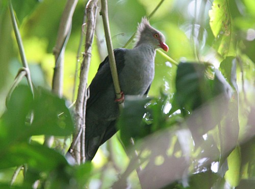 Pretty Crested cuckoo-dove