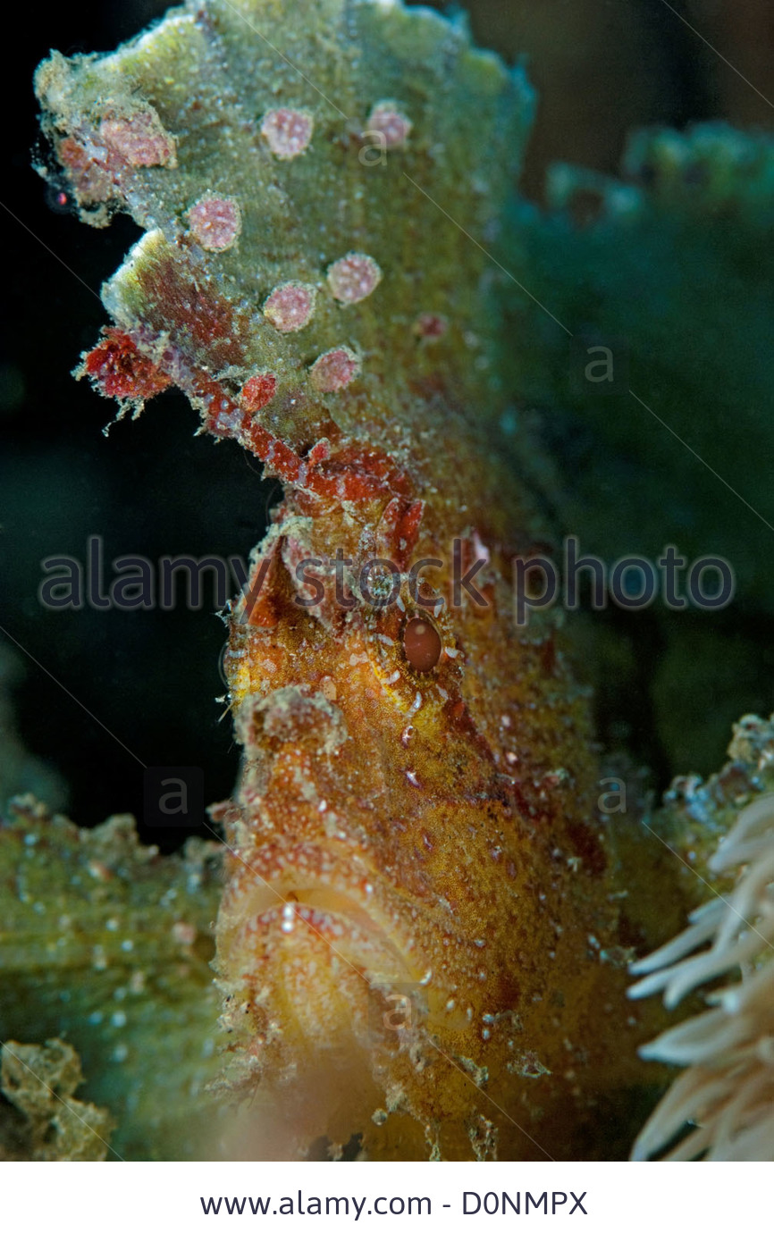 Pretty Crested scorpionfish