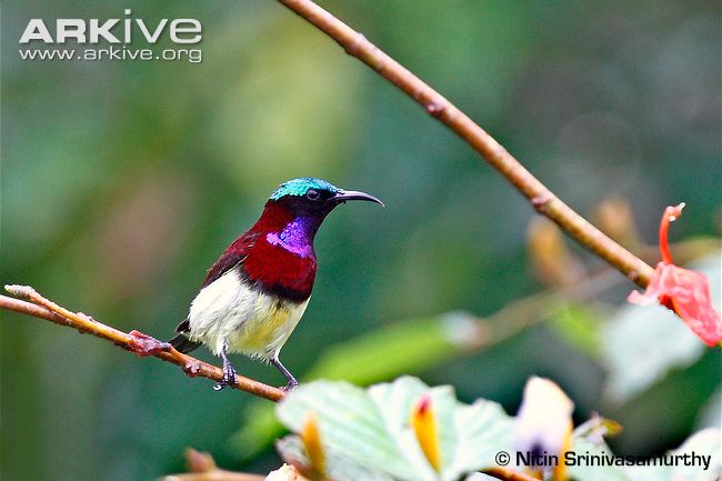 Pretty Crimson-backed sunbird