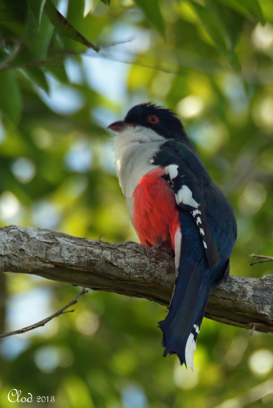 Cuban trogon