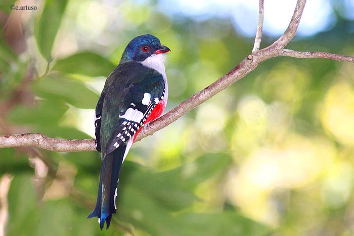 Pretty Cuban trogon