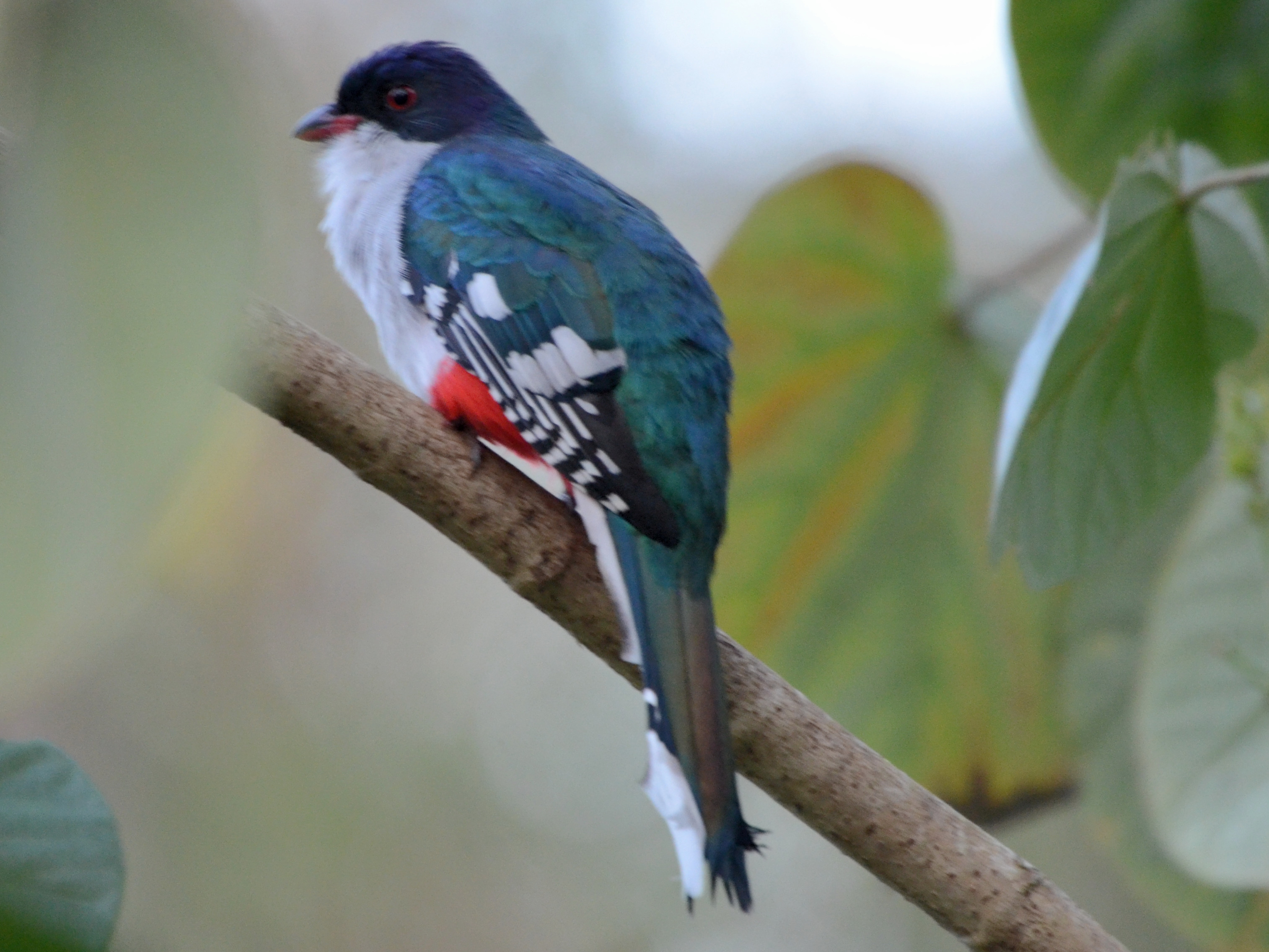 Pretty Cuban trogon