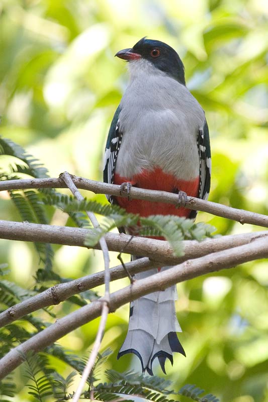 Pretty Cuban trogon