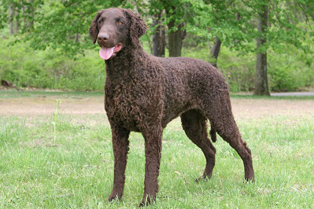 Curly-Coated Retriever - Dog Breed