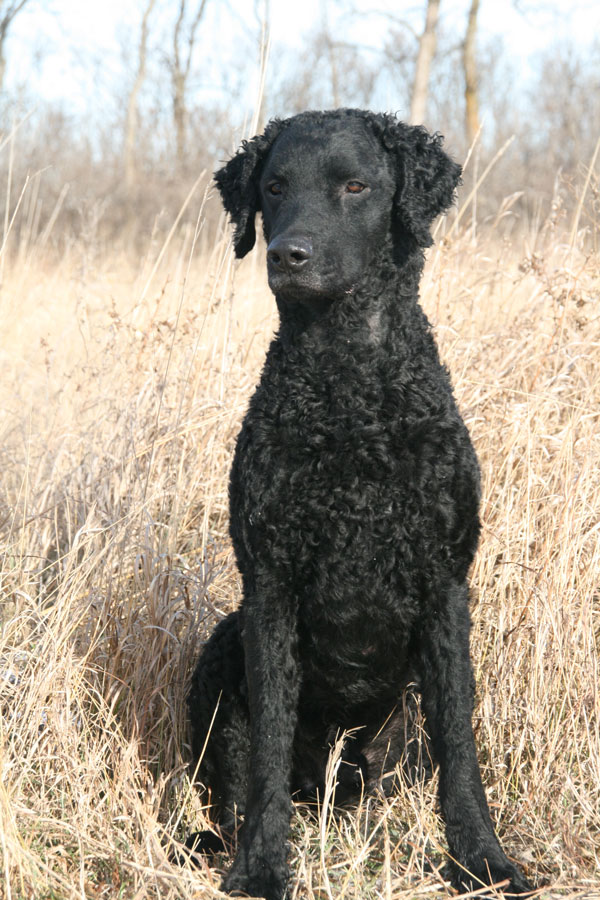 Wallpaper Curly-Coated Retriever - Dog Breed