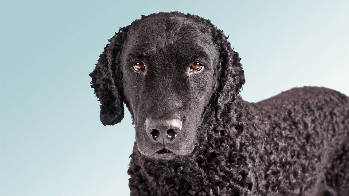 Curly-Coated Retriever - Dog Breed wallpaper