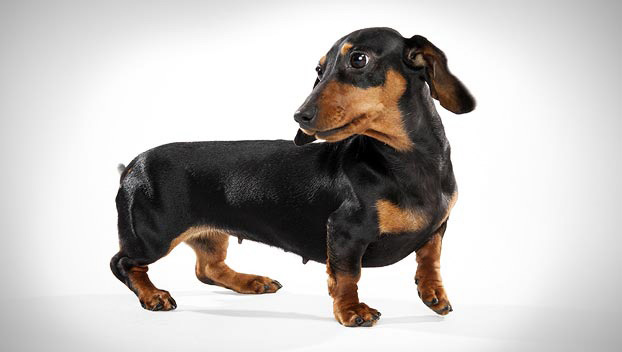 Cool Dachshund - Dog Breed