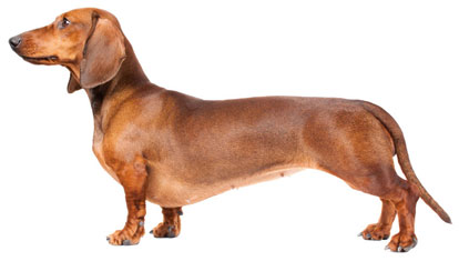 Pretty Dachshund - Dog Breed