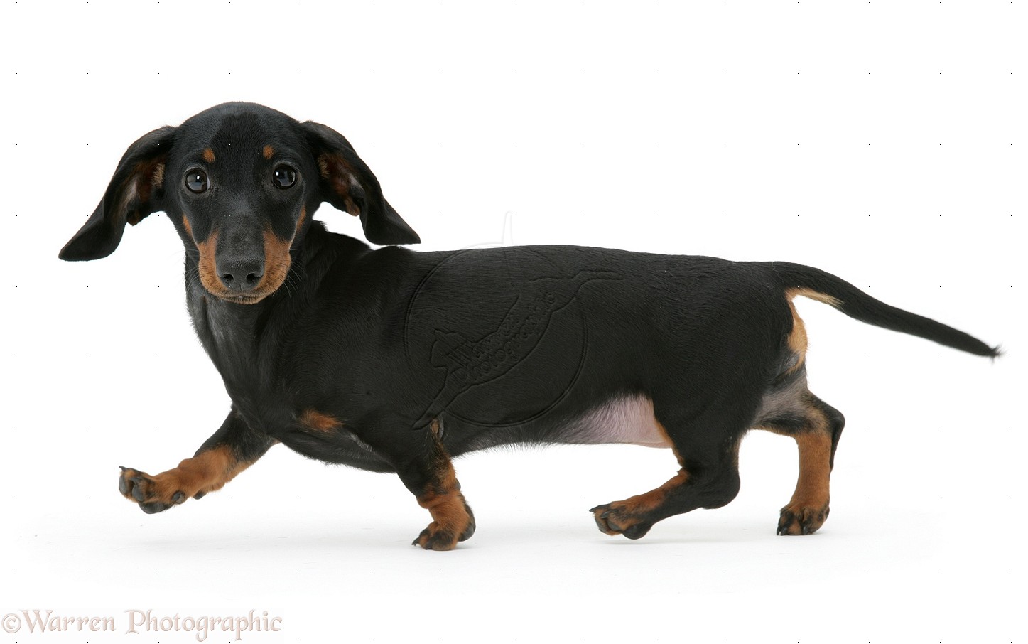 Cute Dachshund - Dog Breed