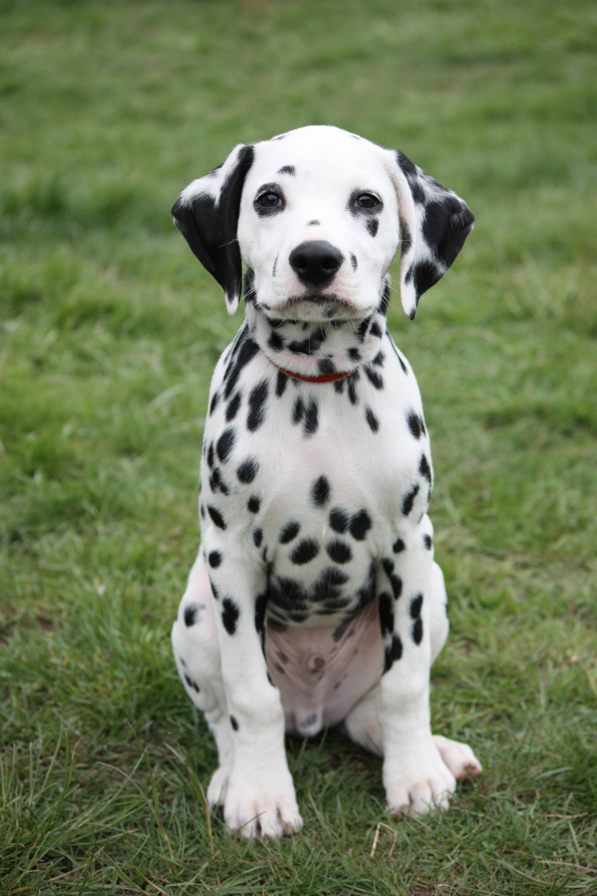Dalmatian - Dog Breed