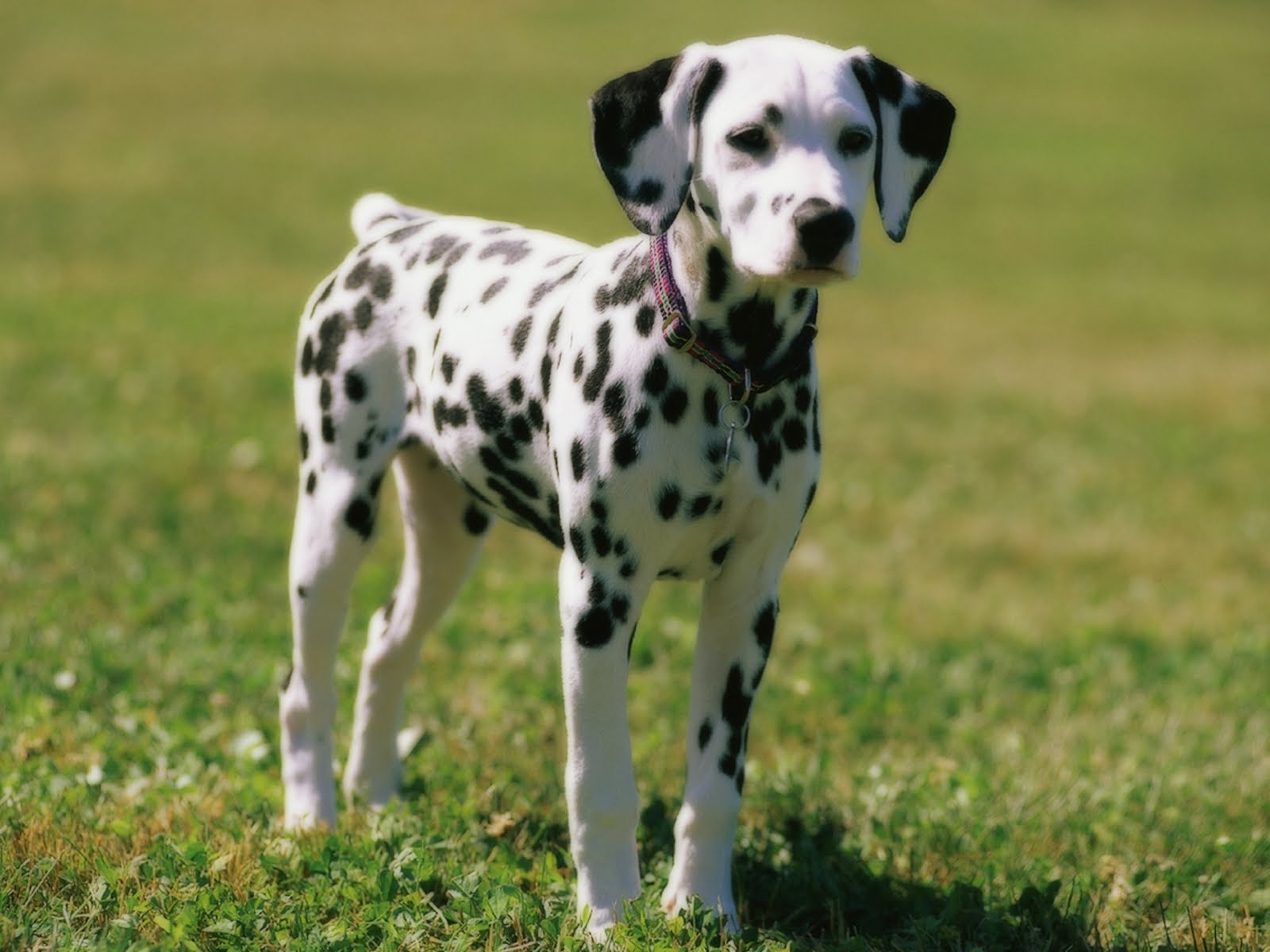 Nice Dalmatian - Dog Breed