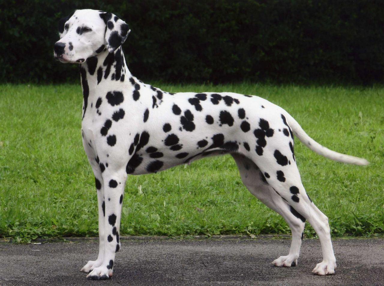 Cool Dalmatian - Dog Breed