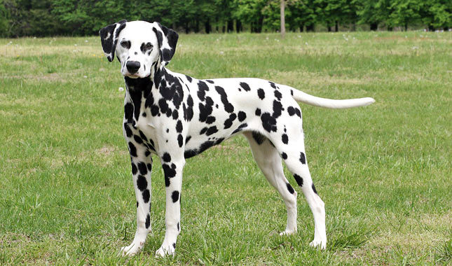 Pretty Dalmatian - Dog Breed