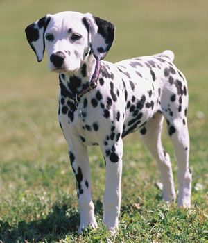 Cute Dalmatian - Dog Breed