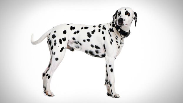Photo Dalmatian - Dog Breed
