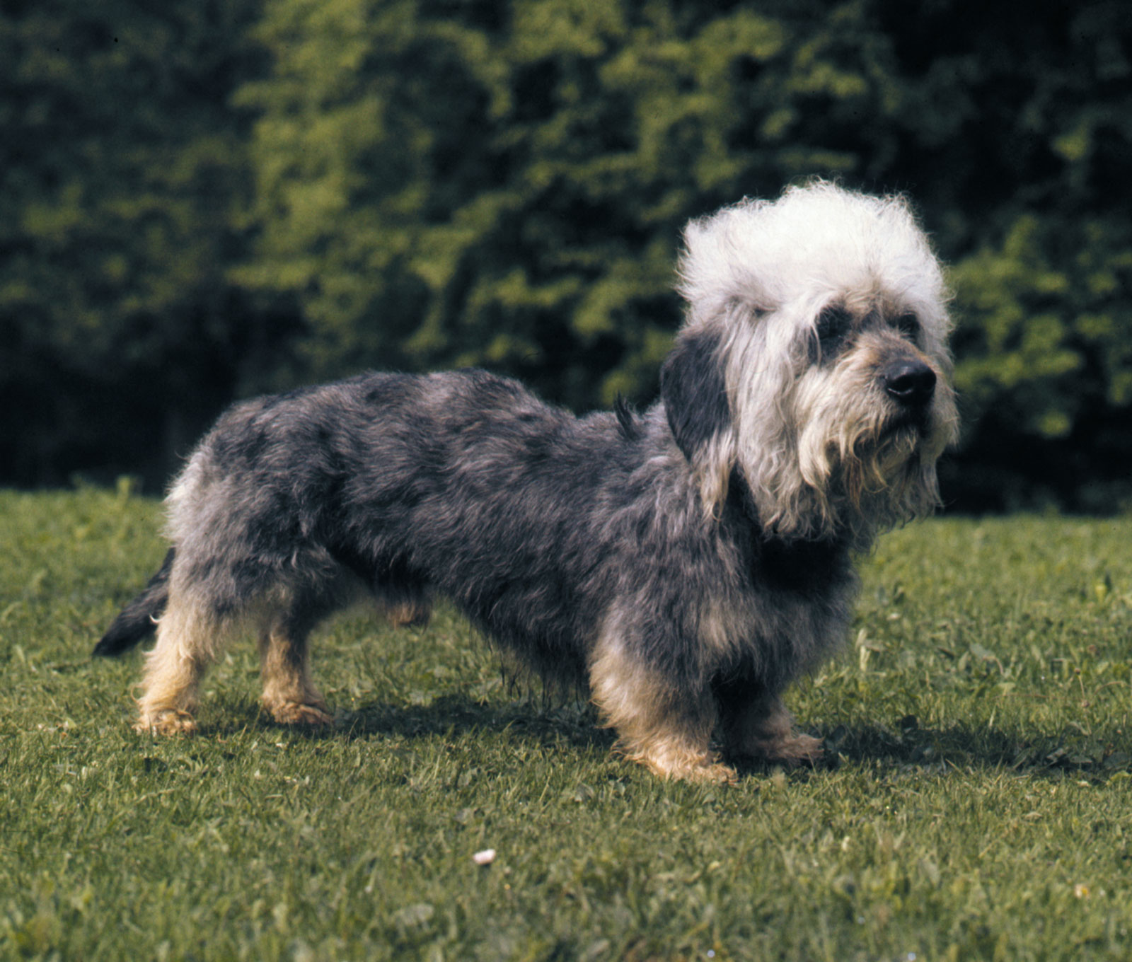 Dandie Dinmont Terrier - Dog Breed