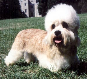 Cool Dandie Dinmont Terrier - Dog Breed