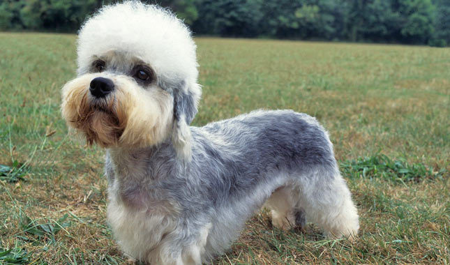 Pretty Dandie Dinmont Terrier - Dog Breed