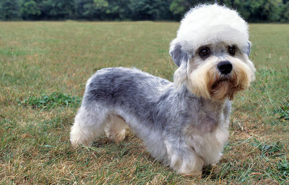 Cute Dandie Dinmont Terrier - Dog Breed