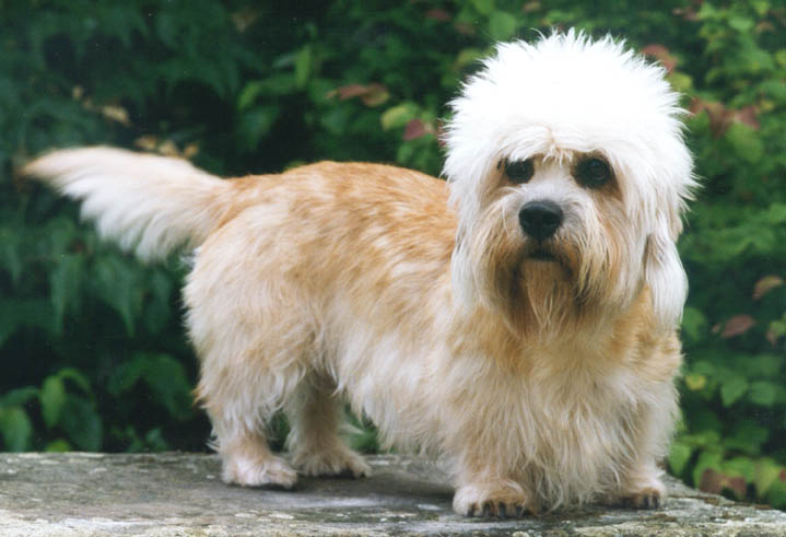 Dandie Dinmont Terrier - Dog Breed photo 