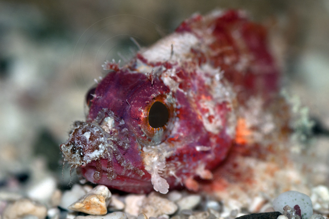 Pretty Deepwater scorpionfish