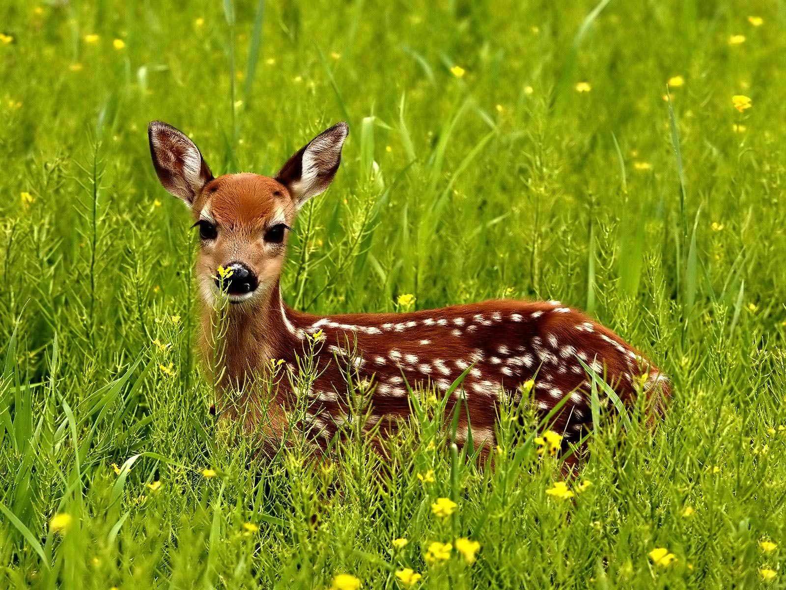 Deer photo 