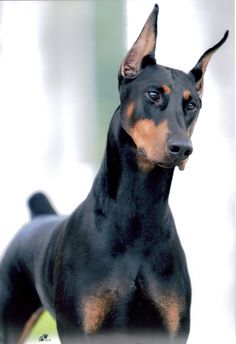Doberman Pinscher - Dog Breed