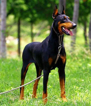 Nice Doberman Pinscher - Dog Breed