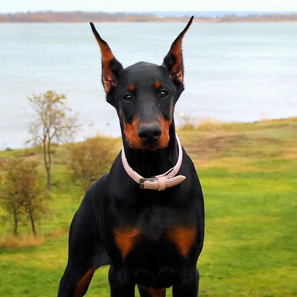 Pretty Doberman Pinscher - Dog Breed