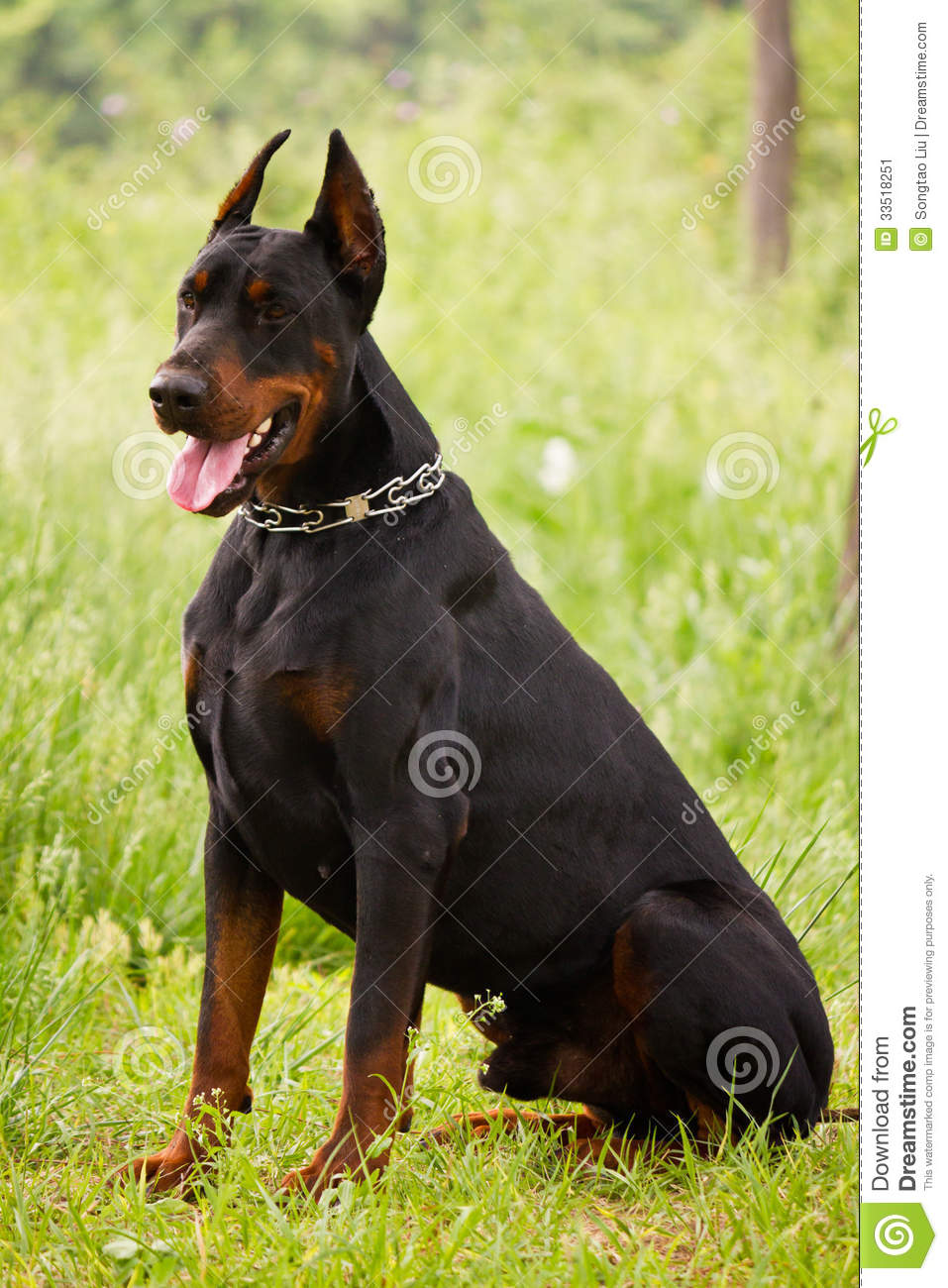Cute Doberman Pinscher - Dog Breed