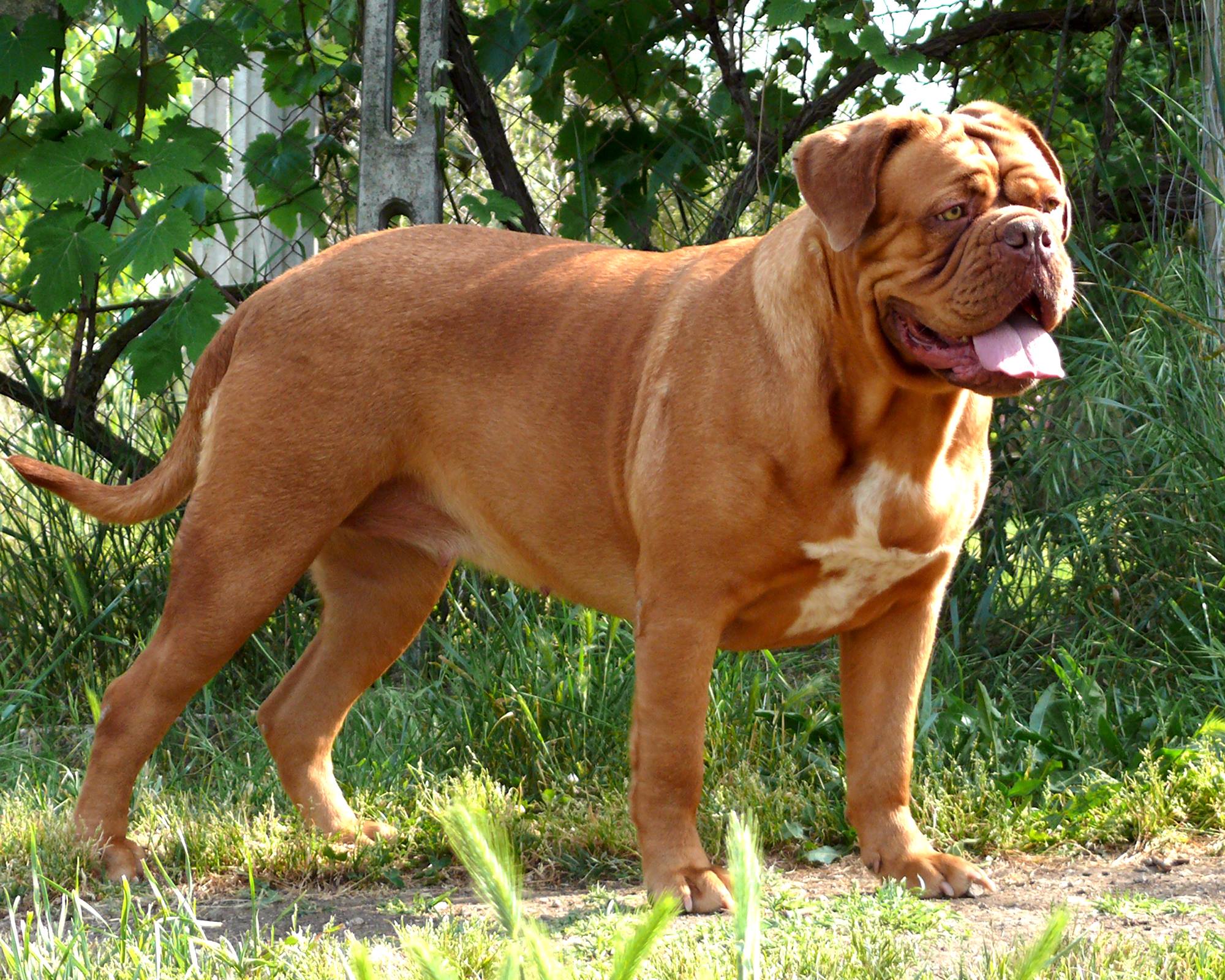 Dogue de Bordeaux - Dog Breed