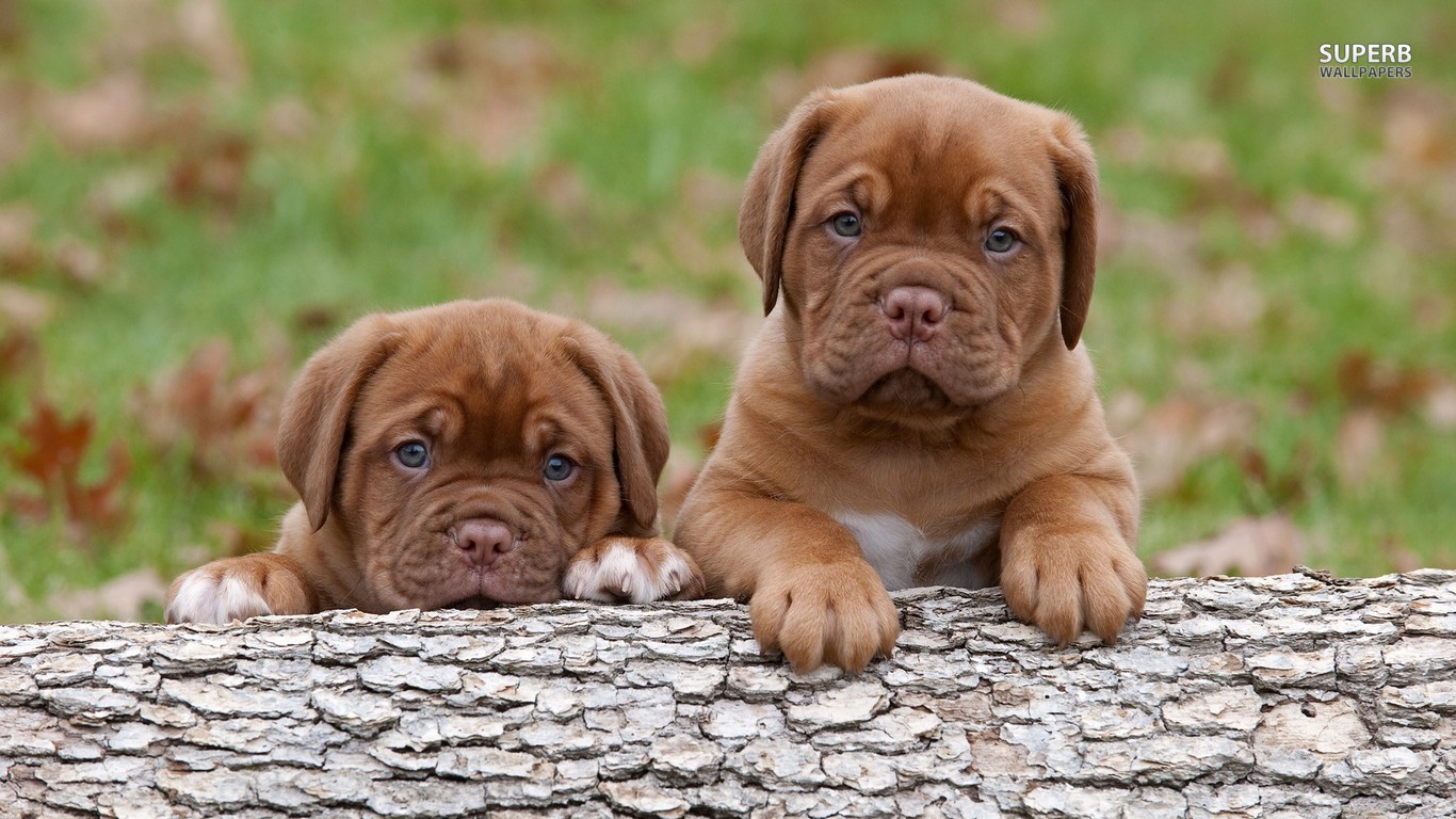Cute Dogue de Bordeaux - Dog Breed
