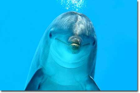Cute Dolphins, porpoises, and other toothed whales